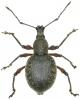 Otiorhynchus ghilianii